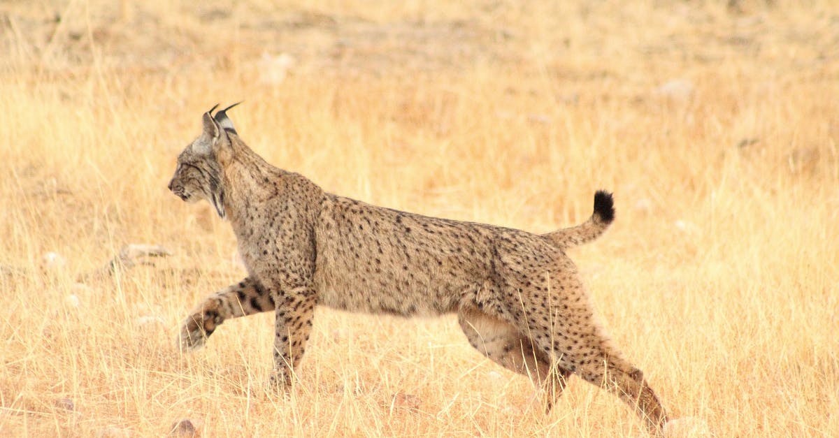 découvrez le lynx vilebrequin, un chef-d'œuvre d'ingénierie alliant performance et innovation. plongez dans l'univers des moteurs puissants et des technologies avancées qui font de ce vilebrequin une référence incontournable pour les passionnés de mécanique.