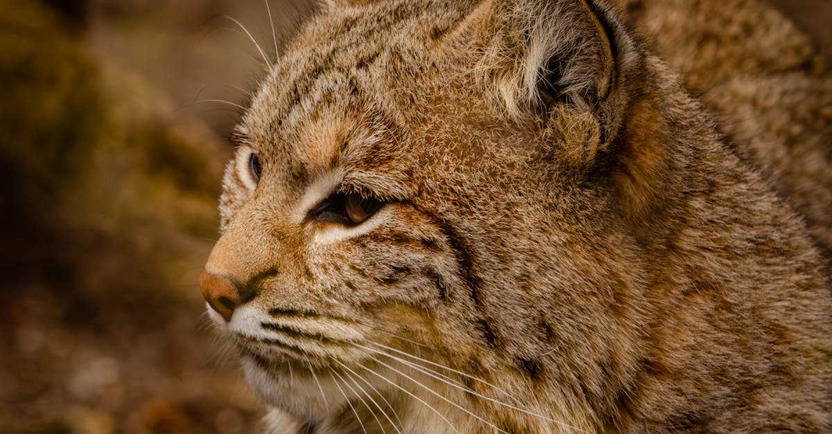 découvrez le lynx vilebrequin : un outil de haute précision conçu pour les professionnels de la mécanique. parfait pour toutes vos applications d'usinage, il allie robustesse et performance pour un travail optimal.