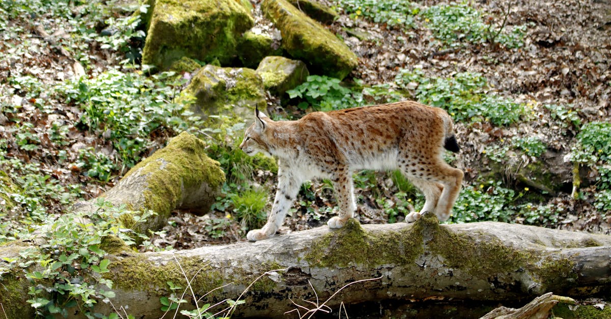 découvrez le lynx vilebrequin, un outil indispensable pour les artisans et professionnels de la mécanique. performant et fiable, il facilite vos travaux d'usinage grâce à sa conception innovante et à sa précision inégalée. optez pour la qualité et la durabilité avec le lynx vilebrequin !