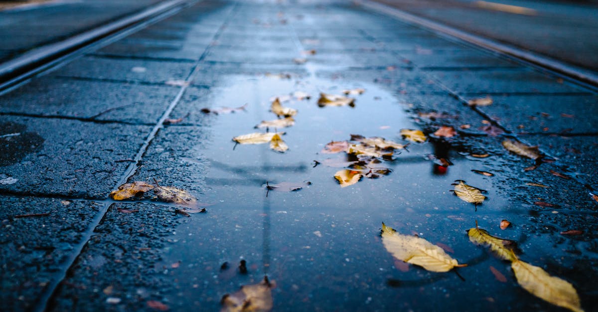 découvrez pacifica, une destination de rêve alliant paysages époustouflants et activités récréatives. profitez de la plage, de la nature et d'une atmosphère conviviale, idéale pour des vacances inoubliables.