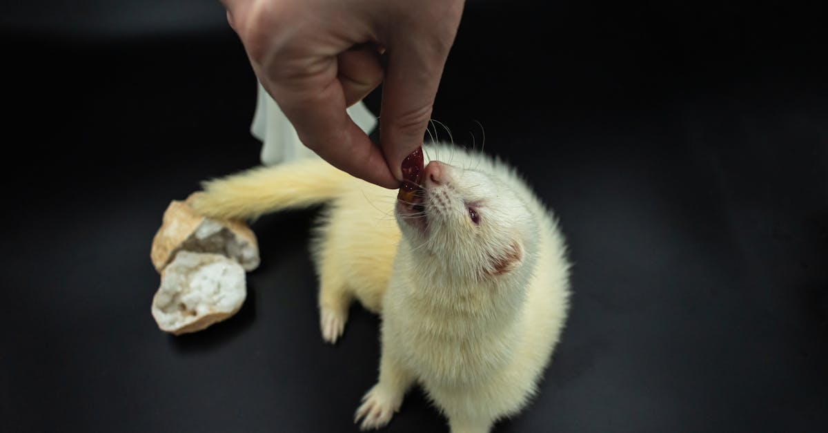 découvrez tout sur les furets, ces petits animaux de compagnie joueurs et curieux. apprenez leurs besoins, comportements et conseils d'élevage pour les garder heureux et en bonne santé.