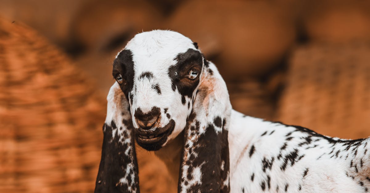 découvrez l'assurance pour animaux : protégez votre compagnon à quatre pattes des imprévus. accédez à des soins vétérinaires de qualité sans vous soucier des coûts. obtenez une couverture adaptée aux besoins de votre animal et vivez sereinement chaque moment ensemble.