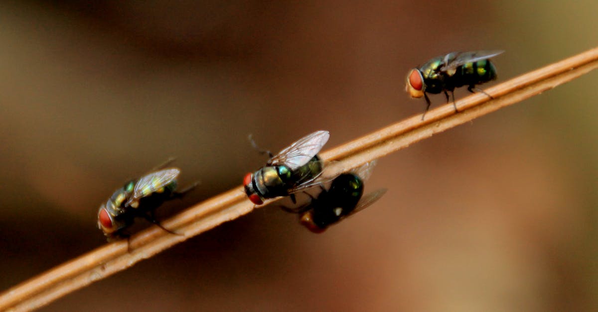 découvrez nos solutions efficaces de lutte antiparasitaire pour protéger votre maison des nuisibles. services professionnels, respect de l'environnement et résultats garantis.