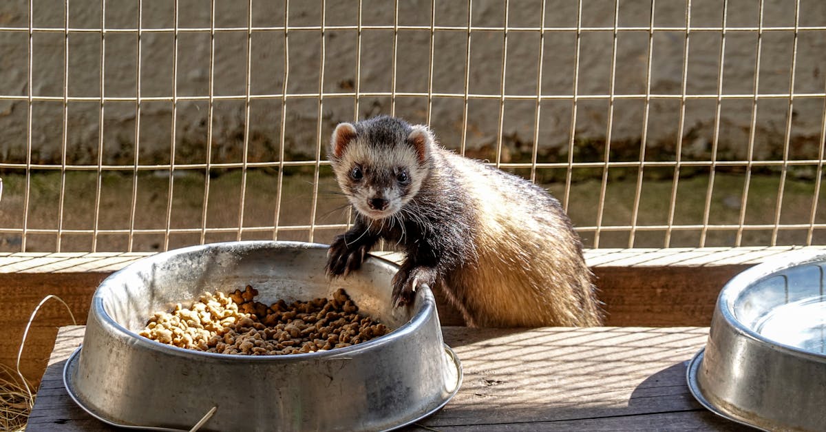 découvrez tout ce qu'il faut savoir sur les furets : leurs caractéristiques, soins nécessaires, comportement et conseils pour les garder en tant qu'animaux de compagnie affectueux et joueurs.