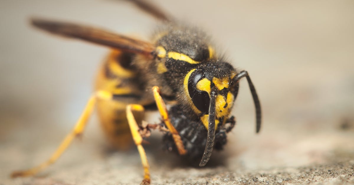 découvrez nos solutions de contrôle des nuisibles efficaces et respectueuses de l'environnement. protégez votre maison des rongeurs, insectes et autres parasites grâce à nos experts en désinsectisation. contactez-nous pour un diagnostic gratuit !