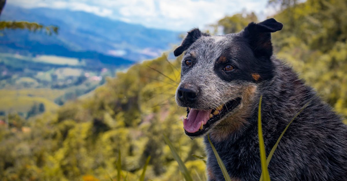découvrez l'assurance pour animaux de compagnie qui protège à la fois votre budget et la santé de votre fidèle compagnon. profitez d'une couverture complète pour les soins vétérinaires, les urgences et bien plus encore, afin de garantir le meilleur pour votre animal de compagnie.