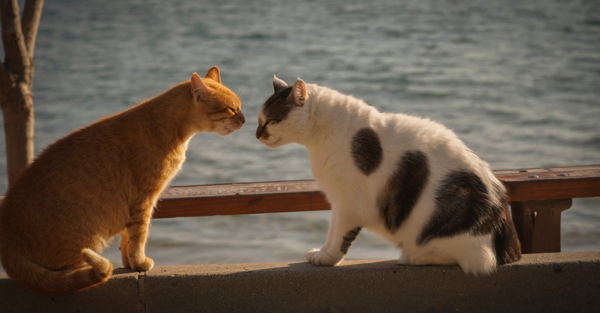 protégez votre compagnon à quatre pattes avec notre assurance pour animaux. offrez-lui des soins vétérinaires de qualité sans souci financier. obtenez un devis gratuit aujourd'hui et assurez l'avenir de votre animal de compagnie.