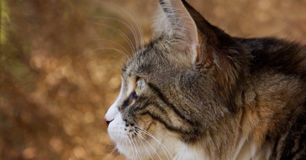 découvrez le lynx, ce félin majestueux, symbole de la faune sauvage. apprenez sur ses habitats, son comportement, et son rôle essentiel dans l'écosystème, ainsi que les efforts de conservation pour protéger cette espèce fascinante.