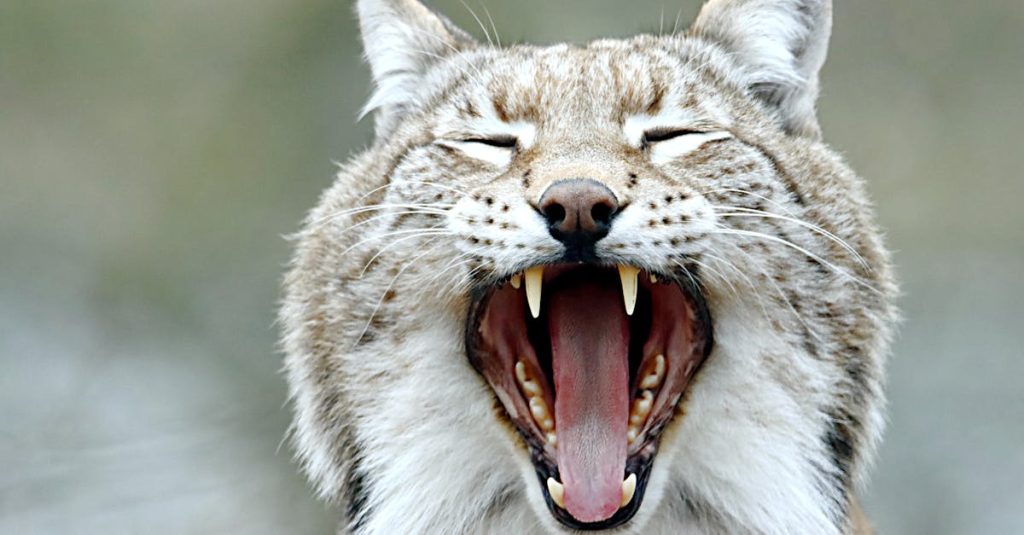découvrez le lynx, cet animal fascinant aux grandes oreilles et au regard perçant. apprenez-en plus sur son habitat, ses comportements, et son rôle dans l'écosystème. plongez dans le monde mystérieux de ce prédateur agile et solitaire, symbole de la faune sauvage.