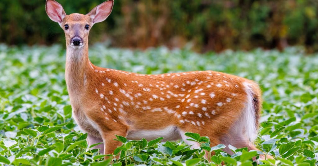 protégez votre quad agricole avec notre assurance spécialisée. bénéficiez d'une couverture adaptée aux risques spécifiques aux véhicules agricoles, incluant la responsabilité civile et les dommages matériels. assurez votre équipement pour travailler en toute sérénité.