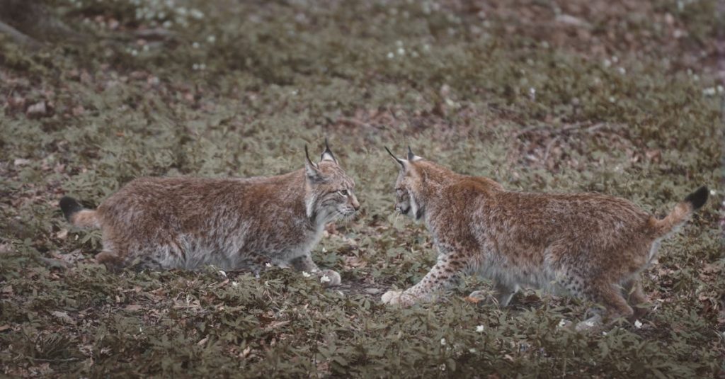 découvrez le lynx, un félin mystérieux et majestueux, symbole de la faune sauvage. apprenez-en plus sur son habitat, son comportement et son rôle essentiel dans l'écosystème.