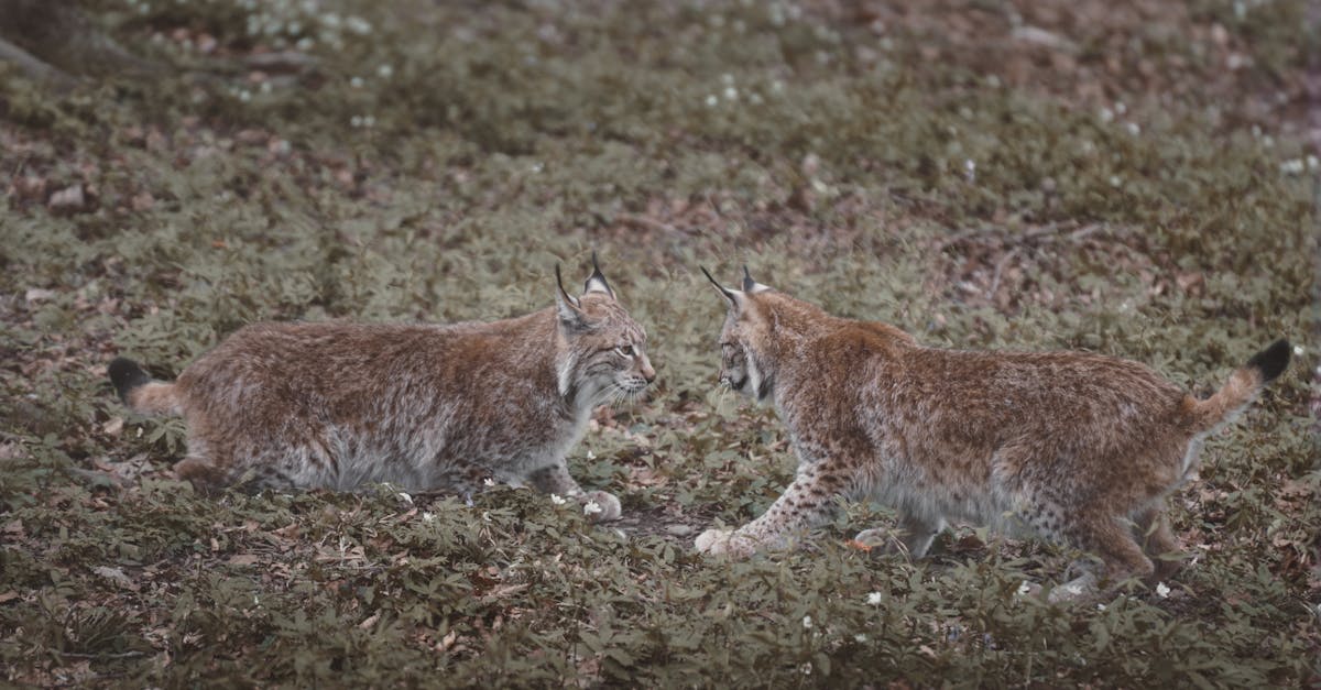 découvrez le lynx, un félin mystérieux et majestueux, symbole de la faune sauvage. apprenez-en plus sur son habitat, son comportement et son rôle essentiel dans l'écosystème.