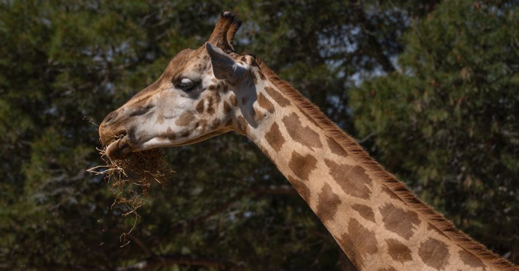 découvrez montpellier, une ville dynamique du sud de la france, riche en histoire, culture et innovation. explorez son architecture méditerranéenne, ses places animées et ses festivals tout au long de l'année.