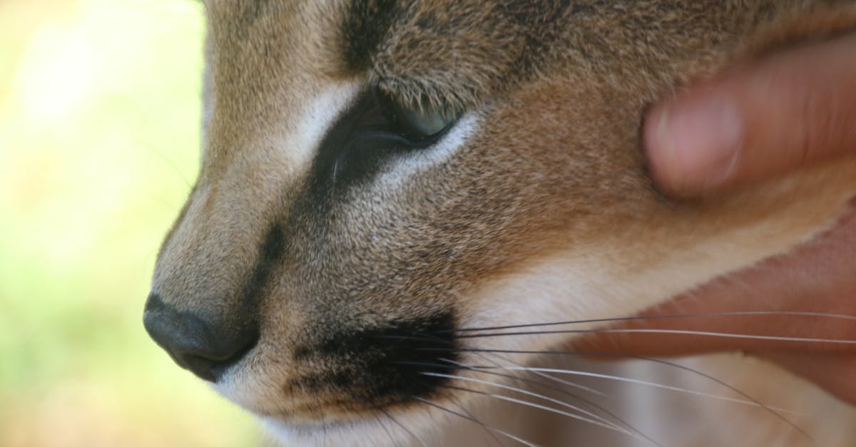 découvrez le lynx, ce fascinant prédateur des forêts, connu pour ses grandes oreilles et sa furtivité. explorez son habitat, son comportement, et les efforts de conservation qui visent à protéger cette espèce emblématique.