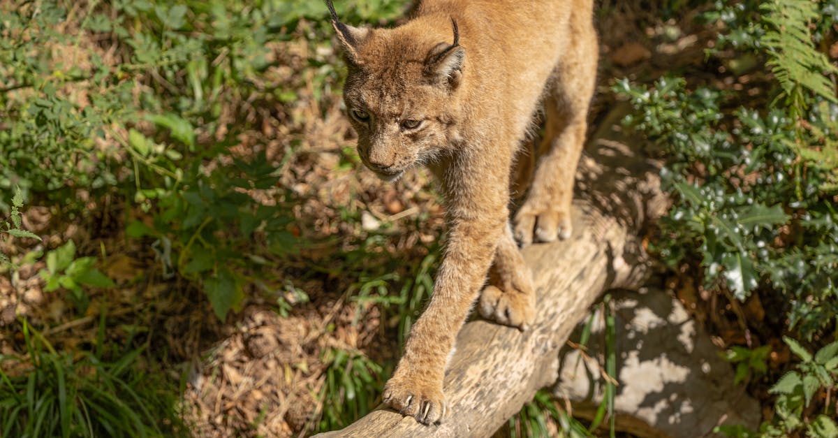 découvrez le lynx, un félin mystérieux et majestueux des forêts, connu pour ses grandes oreilles et ses compétences de chasseur. plongez dans son habitat naturel, son comportement fascinant et les efforts de conservation pour protéger cette espèce emblématique.