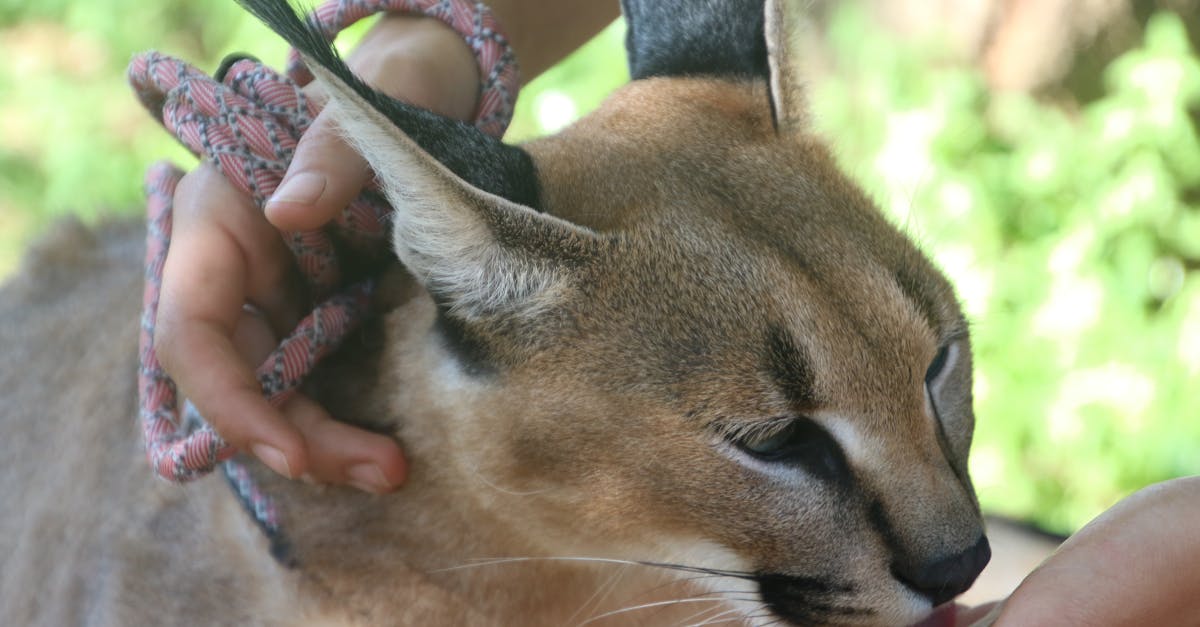 découvrez le lynx, un félin mystérieux et majestueux qui habite les forêts d'europe et d'asie. apprenez-en davantage sur ses caractéristiques, son habitat et son rôle crucial dans l'écosystème.