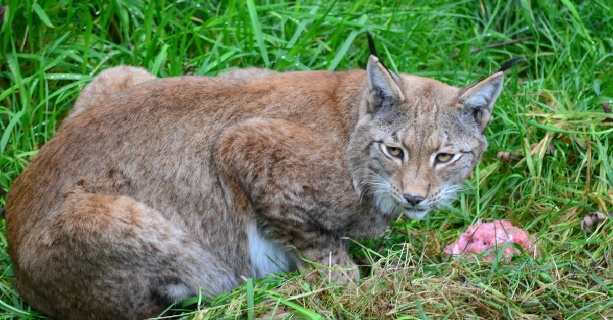 découvrez le lynx, un félin majestueux et mystérieux, symbole de la faune sauvage. apprenez-en plus sur son habitat, son comportement et les efforts de conservation pour protéger cette espèce emblématique.
