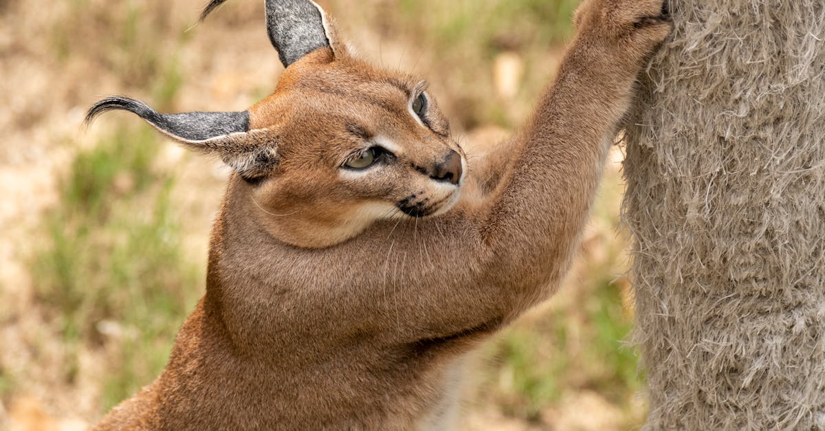 découvrez le lynx, un félin majestueux et mystérieux, symbole de la biodiversité en europe. plongez dans son habitat naturel, son comportement fascinant et les efforts de conservation en cours pour protéger cette espèce emblématique.