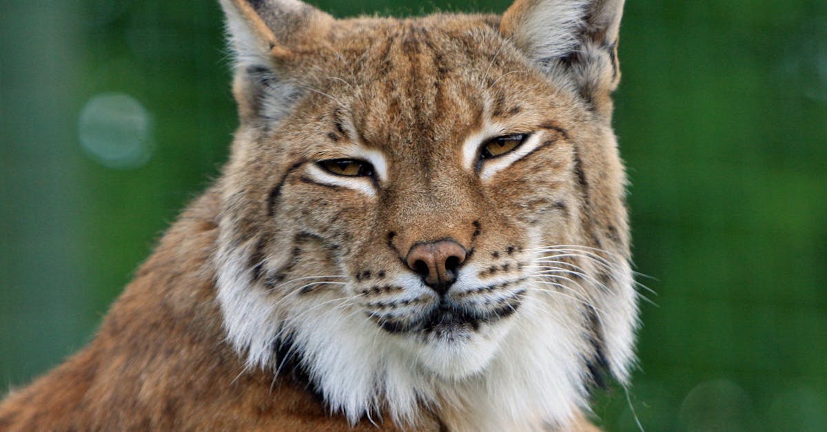 découvrez le lynx, ce félin mystérieux et majestueux, qui arpente les forêts d'europe et d'asie. apprenez tout sur ses caractéristiques, son habitat, son comportement et les efforts de conservation pour protéger cette espèce fascinante.