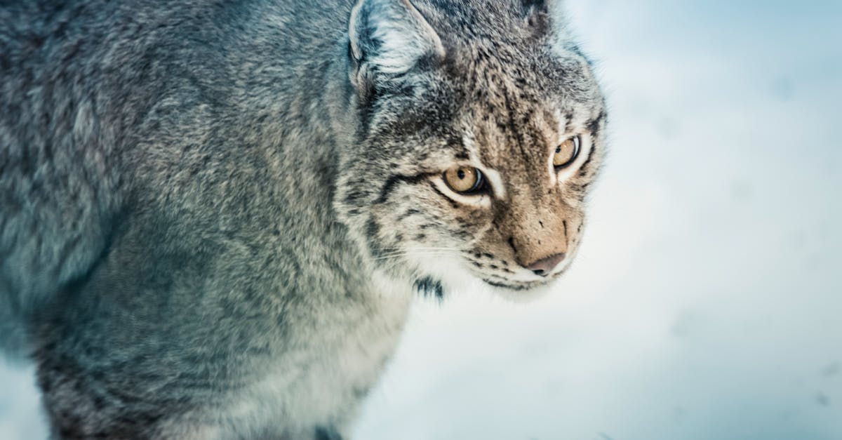 découvrez le lynx, un félin fascinant et discret, symbole de la faune sauvage. apprenez-en plus sur son habitat, ses caractéristiques uniques et son rôle dans l'écosystème. explorez la vie de cet animal mystérieux et menacé dans nos forêts.