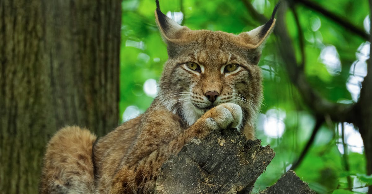 découvrez le lynx, ce félin majestueux et mystérieux des forêts, connu pour sa grande agilité et son rôle essentiel dans l'équilibre des écosystèmes. apprenez-en plus sur ses caractéristiques, son habitat, et les efforts de conservation pour protéger cette espèce emblématique.