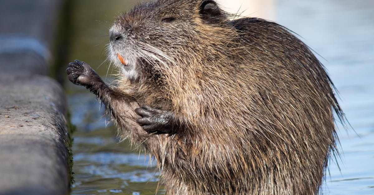 découvrez montpellier, ville méditerranéenne dynamique et culturelle. explorez son patrimoine historique, ses festivals animés, et profitez d'un cadre de vie agréable entre mer et nature.