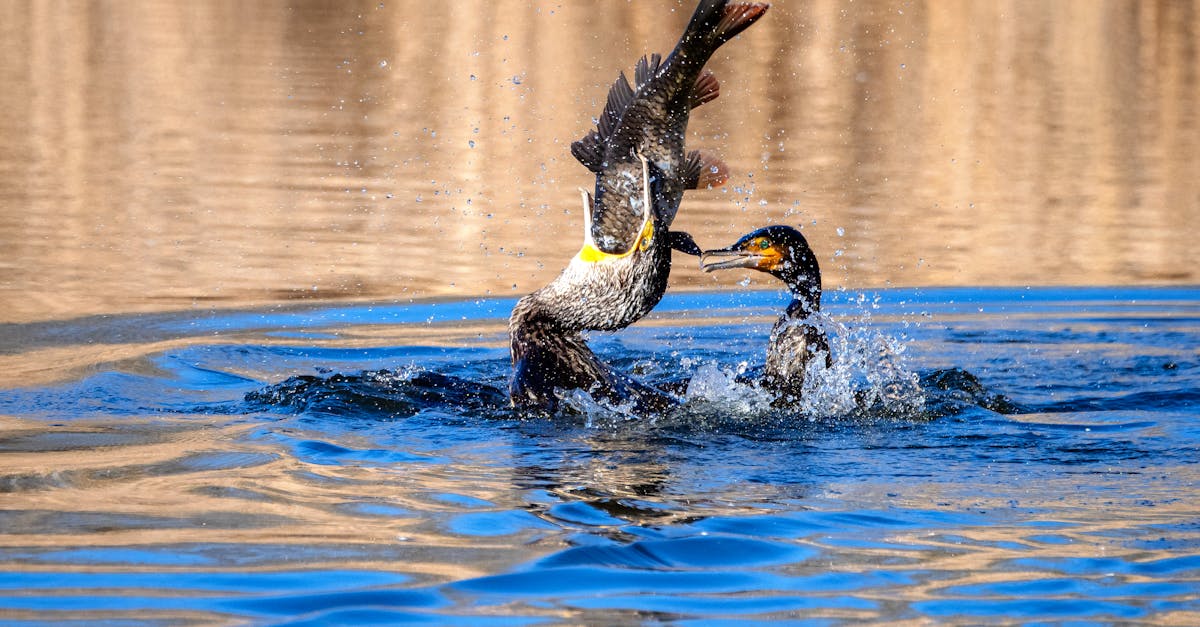 découvrez le concept de 'non-surcharged' et comment il peut transformer votre expérience en offrant un équilibre optimal entre performance et légèreté. explorez les avantages d'une approche non encombrée pour maximiser votre productivité et votre sérénité.