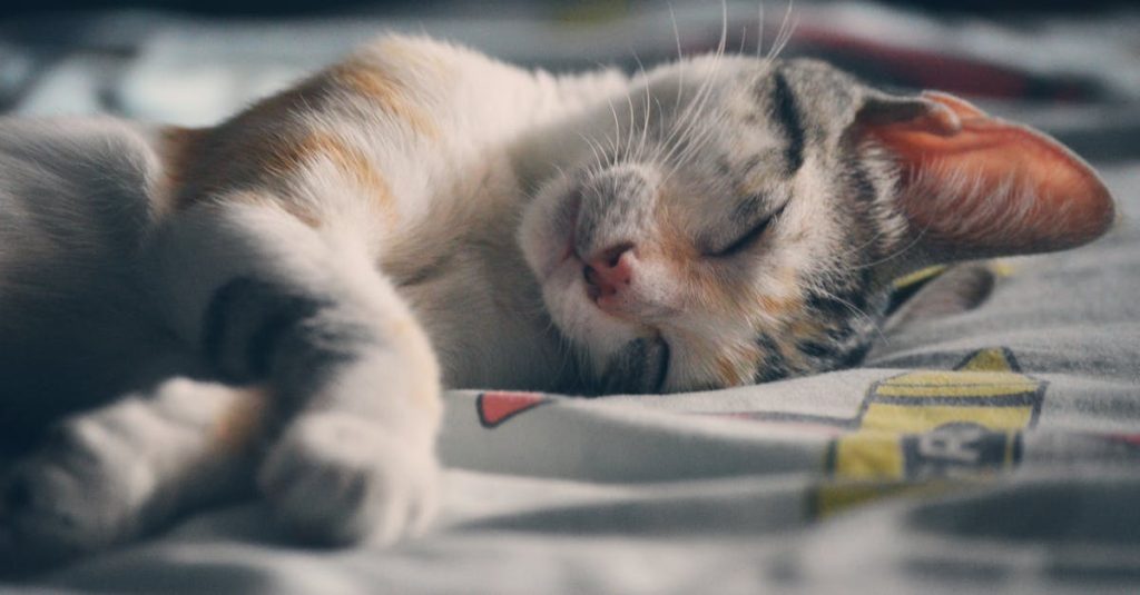 découvrez l'univers fascinant de l'anime, une forme d'art audiovisuel japonaise captivante qui mélange aventure, romance et imagination. plongez dans des histoires inoubliables et des personnages charismatiques qui vous transporteront dans des mondes extraordinaires.