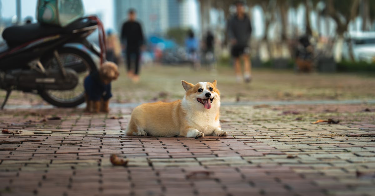 obtenez la meilleure assurance moto adaptée à vos besoins. protégez votre véhicule et profitez de la route en toute sérénité avec des options personnalisées et des tarifs compétitifs.