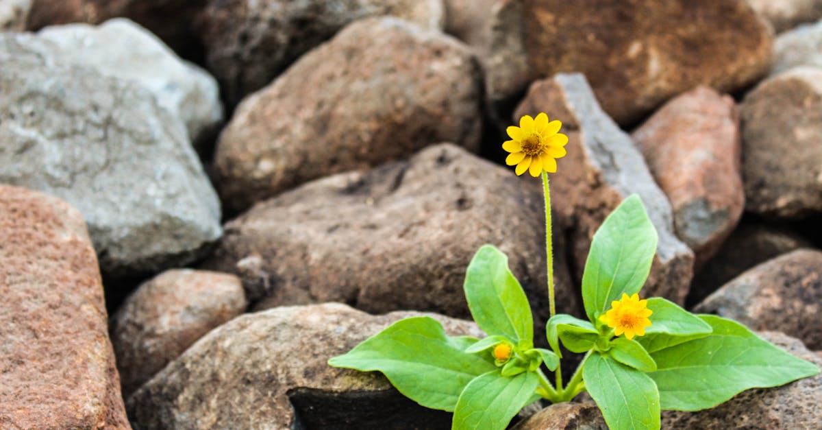 découvrez comment favoriser la croissance personnelle et professionnelle avec des stratégies efficaces, des conseils pratiques et des ressources inspirantes. apprenez à surmonter les obstacles et à atteindre vos objectifs de manière durable.
