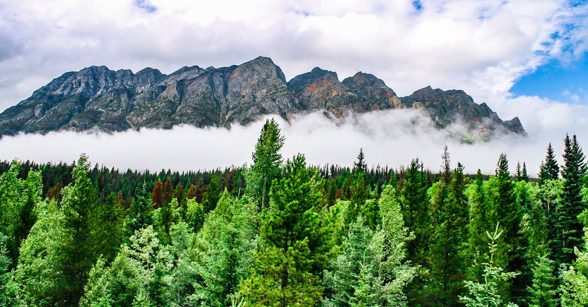 découvrez l'essence de la beauté naturelle à travers des conseils, des astuces et des produits respectueux de l'environnement qui valorisent votre éclat intérieur tout en préservant la planète.