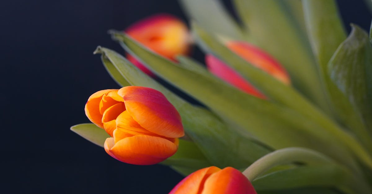 découvrez nos offres exceptionnelles d'avril ! profitez de réductions incroyables sur une sélection de produits pour le printemps. ne manquez pas ces bonnes affaires !