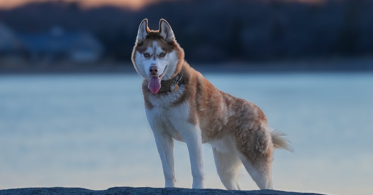 découvrez l'assurance pour chiens, une solution idéale pour protéger la santé et le bien-être de votre compagnon à quatre pattes. bénéficiez de remboursements pour les soins vétérinaires, les urgences et plus encore, afin d'assurer à votre animal une vie sereine et en toute sécurité. prenez soin de votre fidèle ami avec une couverture adaptée à vos besoins.