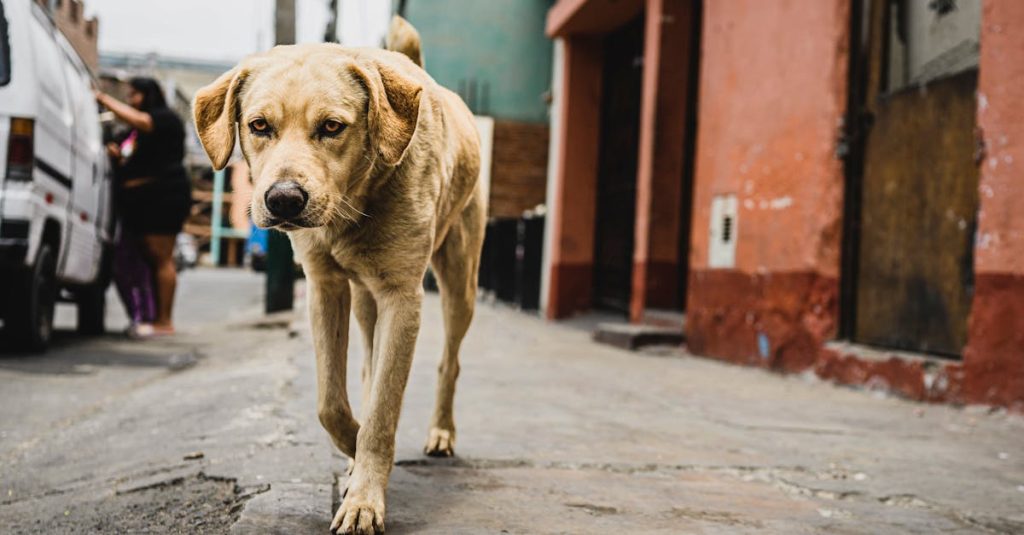 découvrez l'assurance pour chien, une solution adaptée pour protéger la santé de votre compagnon à quatre pattes. offrez-lui les meilleurs soins vétérinaires sans vous soucier des frais. comparez les offres et choisissez la couverture idéale pour votre animal.