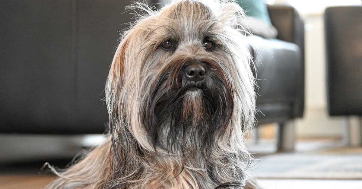 assurez votre compagnon à quatre pattes avec notre assurance chien complète. protégez votre animal des frais vétérinaires imprévus et offrez-lui la meilleure qualité de vie. découvrez nos options abordables et adaptez la couverture à vos besoins.