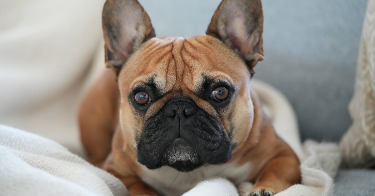 protégez votre compagnon à quatre pattes avec une assurance pour chien adaptée à ses besoins. bénéficiez d'une couverture santé complète, d'un accès aux meilleurs vétérinaires et d'une tranquillité d'esprit tout au long de sa vie.
