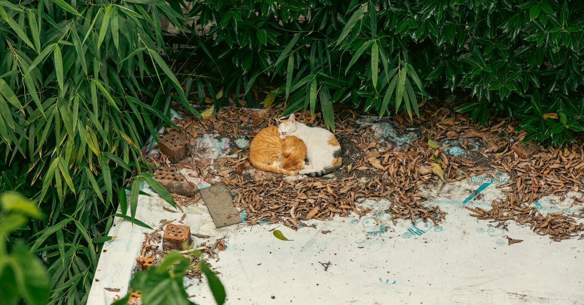 découvrez notre assurance pour animaux de compagnie, conçue pour protéger la santé de votre fidèle compagnon. profitez de garanties complètes, de remboursements rapides et d'un service client à l'écoute. assurez l'avenir de votre animal dès aujourd'hui!