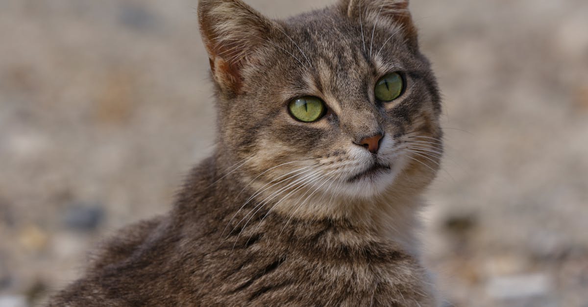 protégez la santé de votre compagnon à quatre pattes avec une assurance animaux. découvrez les différents plans d'assurance pour chien et chat, couvre les frais vétérinaires et les urgences médicales. offrez à votre animal le meilleur soin tout en maîtrisant votre budget.