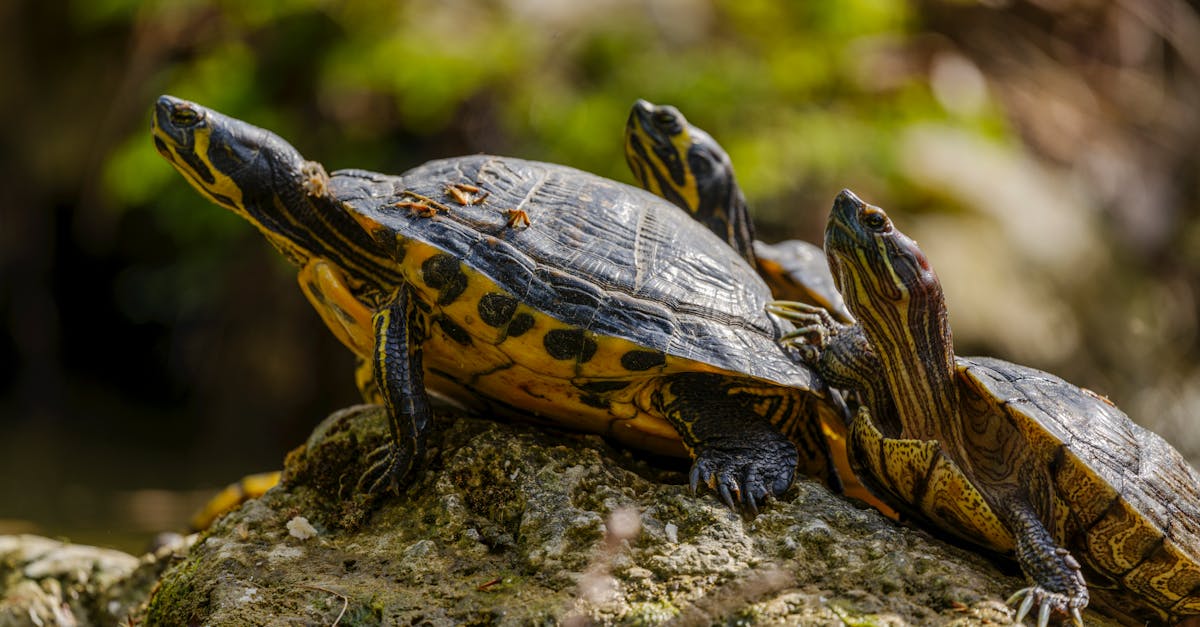 protégez votre compagnon à quatre pattes avec une assurance pour animaux de compagnie. découvrez nos offres adaptées, garantissant des soins vétérinaires de qualité et une tranquillité d'esprit pour vous et votre animal. comparez les plans et choisissez la meilleure couverture pour votre fidèle ami.