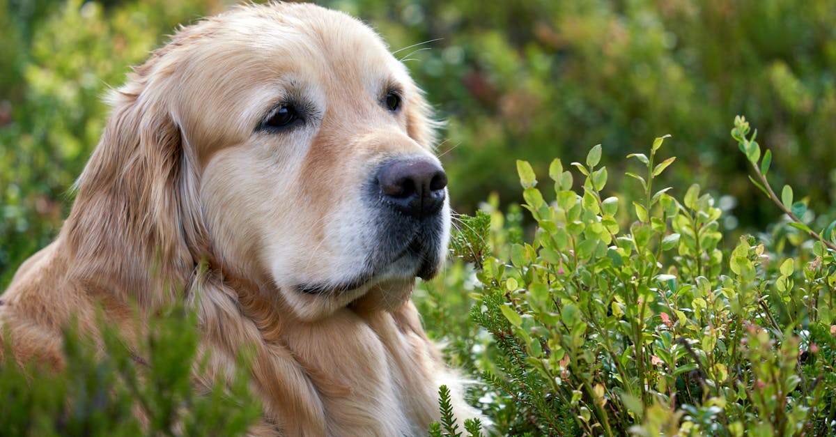 assurez votre compagnon à quatre pattes avec notre assurance animaux adaptée. protégez votre chien ou chat contre les frais vétérinaires imprévus et offrez-lui les meilleurs soins possibles, tout en bénéficiant de tranquillité d'esprit.