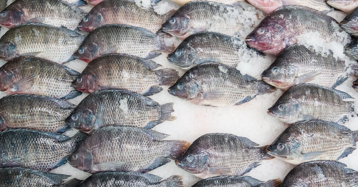 découvrez notre service de grossiste, offrant une large gamme de produits à des prix compétitifs. profitez d'une qualité exceptionnelle et d'un approvisionnement fiable pour répondre à tous vos besoins commerciaux.