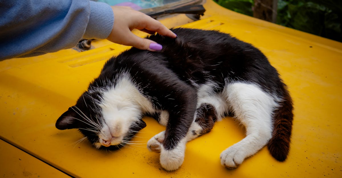 découvrez nos solutions de prêt automobile adaptées à vos besoins. obtenez le financement idéal pour l'achat de votre véhicule, avec des taux compétitifs et des conditions flexibles. faites rouler vos projets dès aujourd'hui !