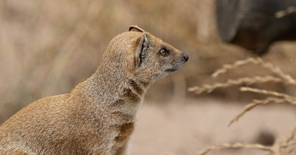 découvrez tout ce que vous devez savoir sur les furets, ces petits animaux de compagnie fascinants et joueurs. apprenez à les adopter, à les nourrir et à les élever dans un environnement sain et heureux.