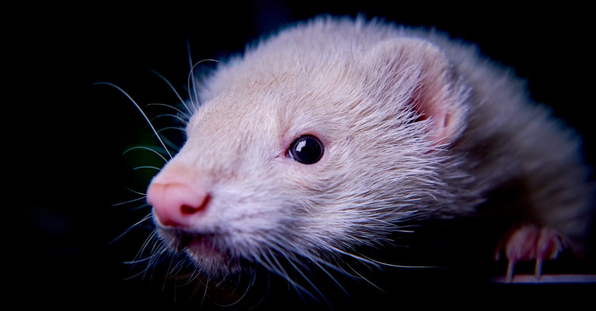 découvrez tout ce que vous devez savoir sur les furets : leur comportement, leur habitat, les soins à leur apporter, et pourquoi ces petits animaux de compagnie sont si adorables et attachants. plongez dans l'univers des furets, un compagnon idéal pour les amoureux des animaux!